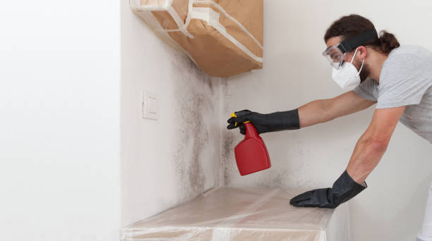 Professional Basement Mold Remediation technician working in Hopkins, MN